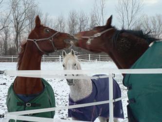 <img0*250:stuff/z/4641/Horses%2520by%2520Lady%2520Di/i1169523944_33.jpg>