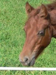 <img0*250:stuff/z/4641/Horses%2520by%2520Lady%2520Di/i1169523944_34.jpg>