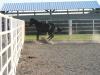 <img100*0:stuff/z/4641/Horses%2520by%2520Lady%2520Di/i1169523944_35.jpg>