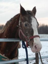<img0*250:stuff/z/4641/Horses%2520by%2520Lady%2520Di/i1169523944_37.jpg>