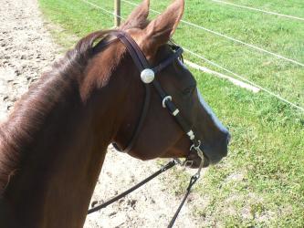 <img0*250:stuff/z/4641/Horses%2520by%2520Lady%2520Di/i1169523944_38.jpg>