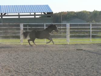 <img0*250:stuff/z/4641/Horses%2520by%2520Lady%2520Di/i1169523944_39.jpg>