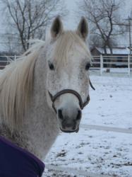 <img0*250:stuff/z/4641/Horses2%2520by%2520Lady%2520Di/i1169524799_1.jpg>