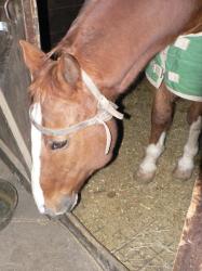 <img0*250:stuff/z/4641/Horses2%2520by%2520Lady%2520Di/i1169524799_10.jpg>