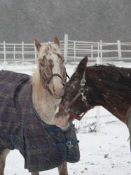 <img0*250:stuff/z/4641/Horses2%2520by%2520Lady%2520Di/i1169524799_11.jpg>