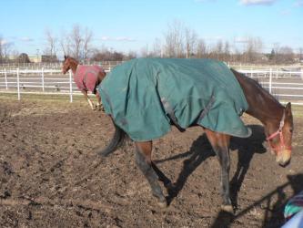 <img0*250:stuff/z/4641/Horses2%2520by%2520Lady%2520Di/i1169524799_12.jpg>