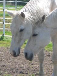 <img0*250:stuff/z/4641/Horses2%2520by%2520Lady%2520Di/i1169524799_13.jpg>