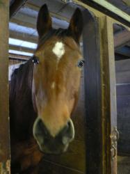 <img0*250:stuff/z/4641/Horses2%2520by%2520Lady%2520Di/i1169524799_14.jpg>