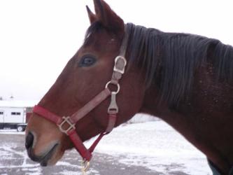 <img0*250:stuff/z/4641/Horses2%2520by%2520Lady%2520Di/i1169524799_2.jpg>