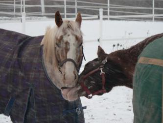<img0*250:stuff/z/4641/Horses2%2520by%2520Lady%2520Di/i1169524799_3.jpg>