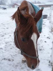 <img0*250:stuff/z/4641/Horses2%2520by%2520Lady%2520Di/i1169524799_4.jpg>