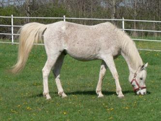 <img0*250:stuff/z/4641/Horses2%2520by%2520Lady%2520Di/i1169524799_5.jpg>