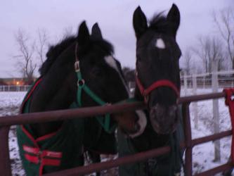 <img0*250:stuff/z/4641/Horses2%2520by%2520Lady%2520Di/i1169524799_6.jpg>