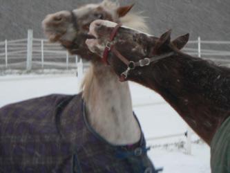 <img0*250:stuff/z/4641/Horses2%2520by%2520Lady%2520Di/i1169524799_7.jpg>
