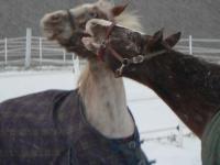 @Horses2 by Lady Di