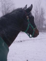 <img0*250:stuff/z/4641/Horses2%2520by%2520Lady%2520Di/i1169524799_8.jpg>