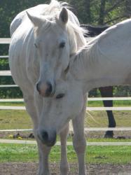<img0*250:stuff/z/4641/Horses2%2520by%2520Lady%2520Di/i1169524799_9.jpg>