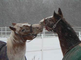 <img0*250:stuff/z/4641/Horses2%2520by%2520Lady%2520Di/i1169524800_15.jpg>