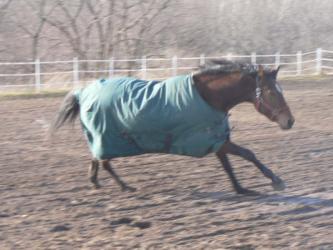 <img0*250:stuff/z/4641/Horses2%2520by%2520Lady%2520Di/i1169524800_16.jpg>