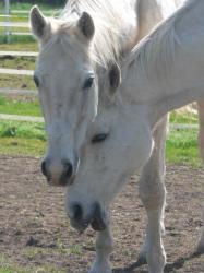 <img0*250:stuff/z/4641/Horses2%2520by%2520Lady%2520Di/i1169524800_17.jpg>