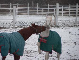 <img0*250:stuff/z/4641/Horses2%2520by%2520Lady%2520Di/i1169524800_18.jpg>