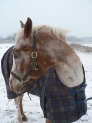 <img0*250:stuff/z/4641/Horses2%2520by%2520Lady%2520Di/i1169524800_19.jpg>