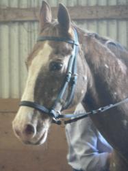 <img0*250:stuff/z/4641/Horses2%2520by%2520Lady%2520Di/i1169524800_21.jpg>