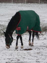 <img0*250:stuff/z/4641/Horses2%2520by%2520Lady%2520Di/i1169524800_22.jpg>