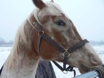 <img0*250:stuff/z/4641/Horses2%2520by%2520Lady%2520Di/i1169524800_23.jpg>
