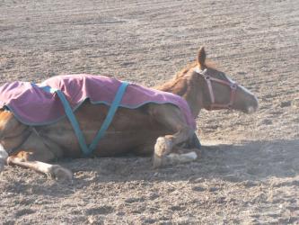 <img0*250:stuff/z/4641/Horses2%2520by%2520Lady%2520Di/i1169524800_24.jpg>
