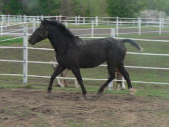 <img0*250:stuff/z/4641/Horses2%2520by%2520Lady%2520Di/i1169524800_25.jpg>
