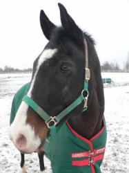 <img0*250:stuff/z/4641/Horses2%2520by%2520Lady%2520Di/i1169524800_26.jpg>
