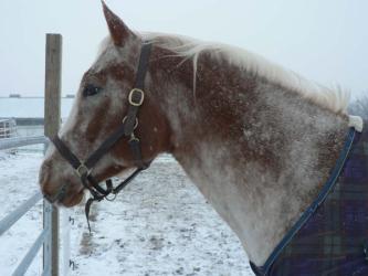 <img0*250:stuff/z/4641/Horses2%2520by%2520Lady%2520Di/i1169524800_27.jpg>