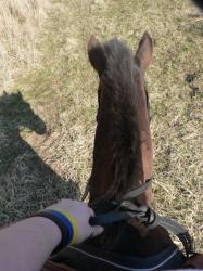 <img0*250:stuff/z/4641/Horses2%2520by%2520Lady%2520Di/i1169524800_28.jpg>