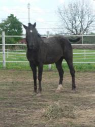 <img0*250:stuff/z/4641/Horses2%2520by%2520Lady%2520Di/i1169524800_29.jpg>