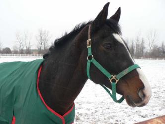 <img0*250:stuff/z/4641/Horses2%2520by%2520Lady%2520Di/i1169524800_30.jpg>