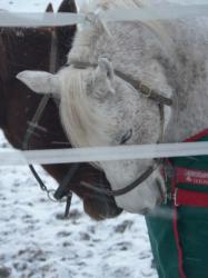 <img0*250:stuff/z/4641/Horses2%2520by%2520Lady%2520Di/i1169524800_31.jpg>