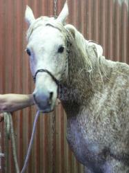 <img0*250:stuff/z/4641/Horses2%2520by%2520Lady%2520Di/i1169524800_32.jpg>