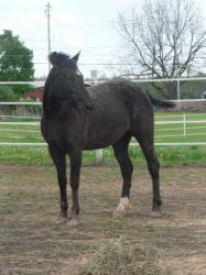 <img0*250:stuff/z/4641/Horses2%2520by%2520Lady%2520Di/i1169524800_33.jpg>