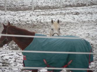 <img0*250:stuff/z/4641/Horses2%2520by%2520Lady%2520Di/i1169524800_34.jpg>