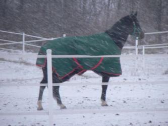 <img0*250:stuff/z/4641/Horses2%2520by%2520Lady%2520Di/i1169524800_35.jpg>