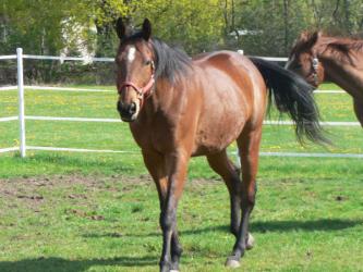<img0*250:stuff/z/4641/Horses2%2520by%2520Lady%2520Di/i1169524800_36.jpg>