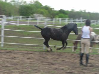 <img0*250:stuff/z/4641/Horses2%2520by%2520Lady%2520Di/i1169524800_37.jpg>