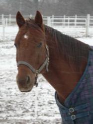 <img0*250:stuff/z/4641/Horses2%2520by%2520Lady%2520Di/i1169524800_38.jpg>