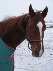 <img0*250:stuff/z/4641/Horses2%2520by%2520Lady%2520Di/i1169524800_39.jpg>