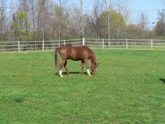 <img0*250:stuff/z/4641/Horses2%2520by%2520Lady%2520Di/i1169524800_40.jpg>