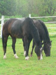 <img0*250:stuff/z/4641/Horses2%2520by%2520Lady%2520Di/i1169524800_41.jpg>