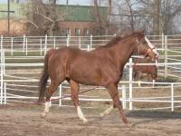 Horses3 by Lady Di