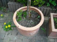 <img0*150:stuff/z/46887/Nehirwen%2520Stock%2520-%2520garden/i1239806417_2.jpg>