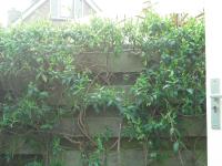 <img0*150:stuff/z/46887/Nehirwen%2520Stock%2520-%2520garden/i1239806417_6.jpg>